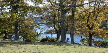 Läckö skans