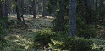 Spikens gammelskog